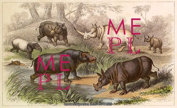  : An Assortment of Hippos and Rhinos