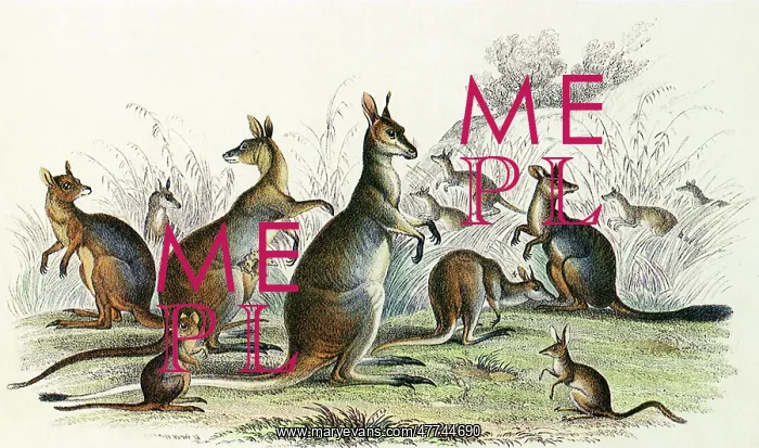 : An Assortment of Kangaroos : An Assortment of Kangaroos