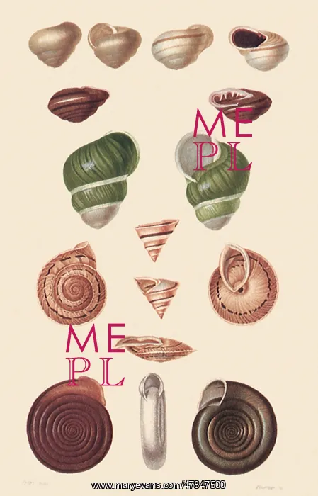 : An Assortment of Land Snails : An Assortment of Land Snails