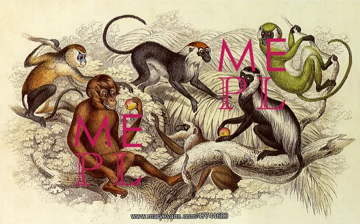 : An Assortment of Monkeys : An Assortment of Monkeys