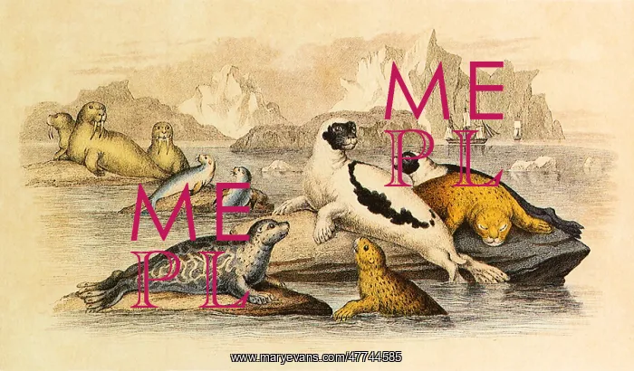  : An Assortment of Pinnipeds