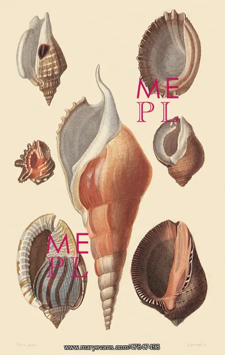: An Assortment of Shells : An Assortment of Shells