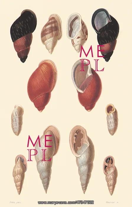 : An Assortment of Shells : An Assortment of Shells