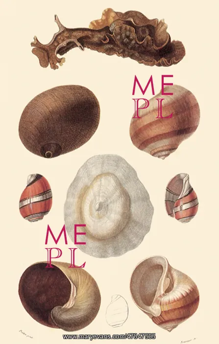  : An Assortment of Shells