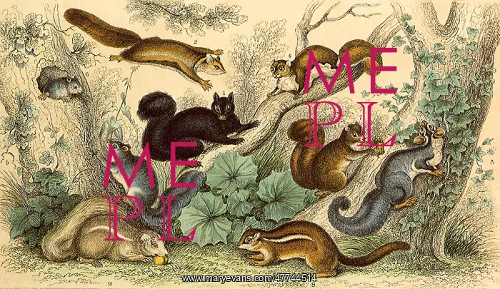  : An Assortment of Squirrels