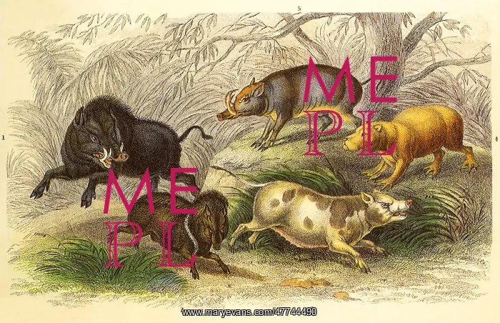  : An Assortment of Wild Animals