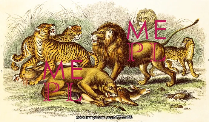  : An Assortment of Wild Cats