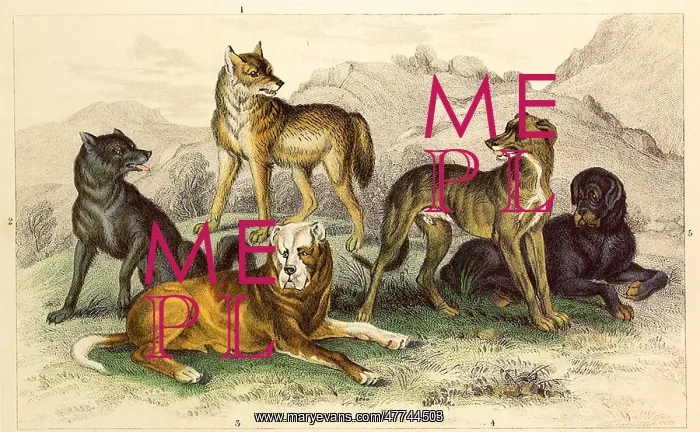  : An Assortment of Wolves and Dogs