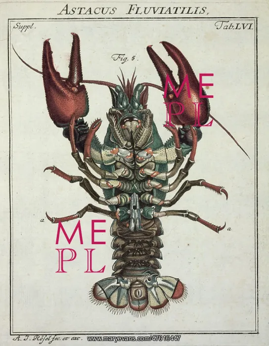 : Astacus astacus Linnaeus, crayfish : Astacus astacus Linnaeus, crayfish