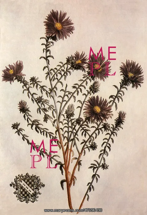 : Aster Virginianus : Aster Virginianus