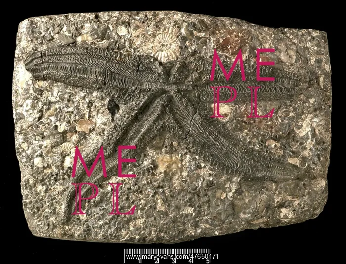 : Asterias gaveyi, a fossil starfish : Asterias gaveyi, a fossil starfish
