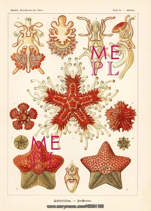  : Asteriidae starfish