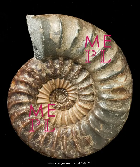: Asteroceras, fossil ammonite : Asteroceras, fossil ammonite
