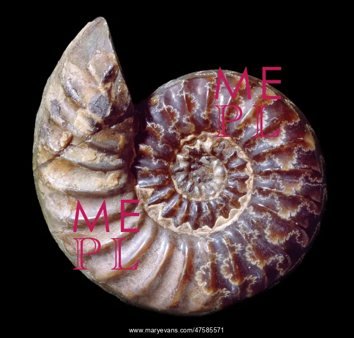 : Asteroceras obtusum, ammonite : Asteroceras obtusum, ammonite