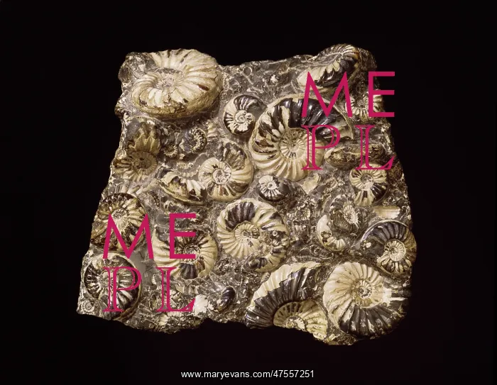 : Asteroceras and promicroceras, ammonites : Asteroceras and promicroceras, ammonites