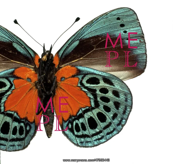 : Asterope leprieuri, butterfly : Asterope leprieuri, butterfly