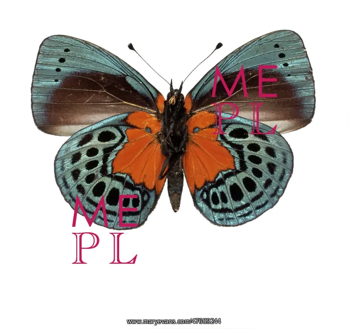 : Asterope leprieuri, butterfly : Asterope leprieuri, butterfly