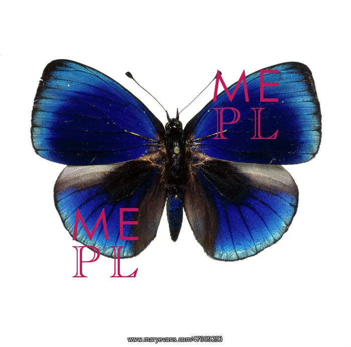 : Asterope leprieuri, butterfly : Asterope leprieuri, butterfly