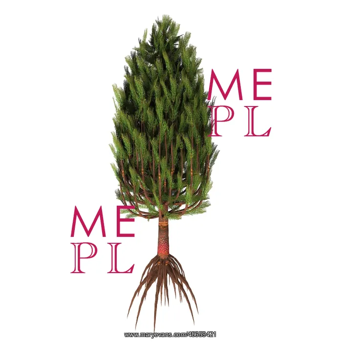 : Asterophyllites plant from the Carboniferous period : Asterophyllites plant from the Carboniferous period