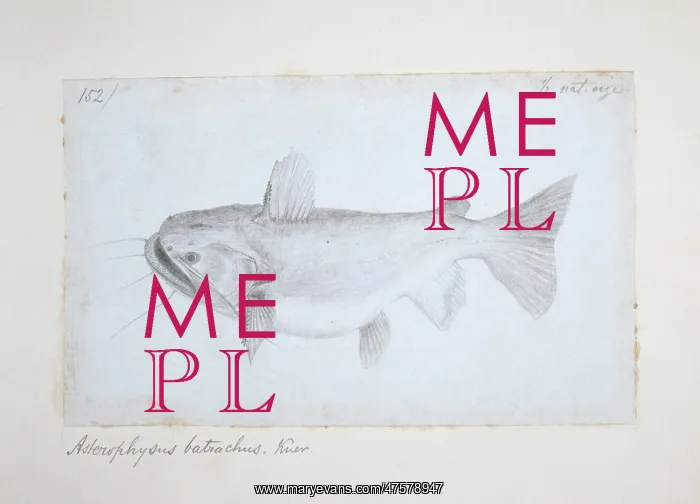: Asterophysus batrachus, ogre catfish : Asterophysus batrachus, ogre catfish