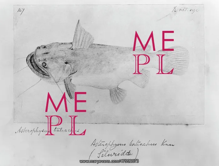 : Asterophysus batrachus, ogre catfish : Asterophysus batrachus, ogre catfish