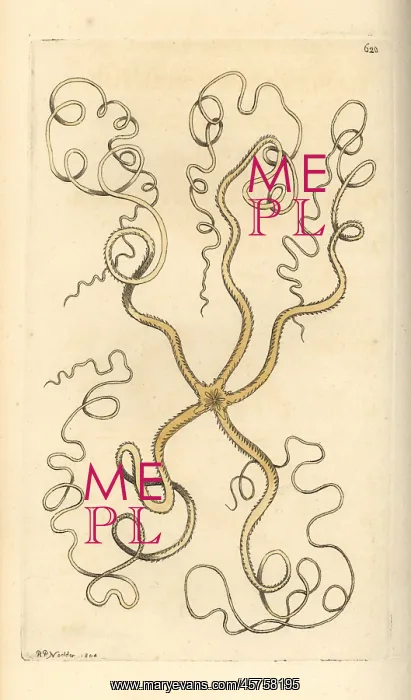 : Asteroschema oligactes : Asteroschema oligactes