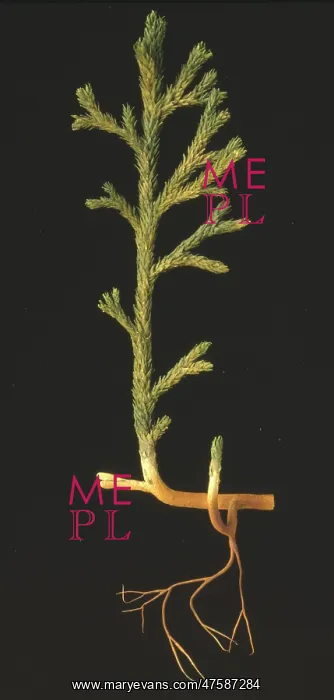 : Asteroxylon mackiei, clubmoss : Asteroxylon mackiei, clubmoss