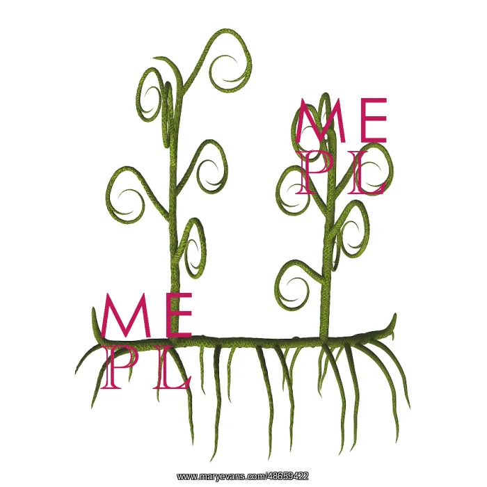 : Asteroxylon vascular plant from the Paleozoic Era : Asteroxylon vascular plant from the Paleozoic Era