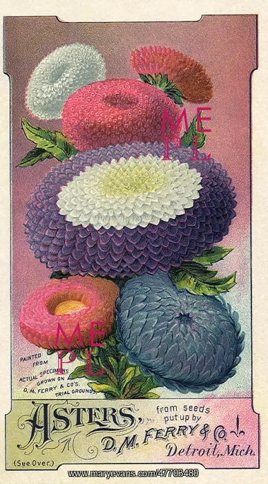  : Asters Seed Packet