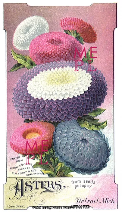  : Asters seed packet