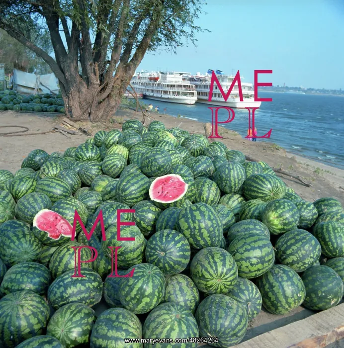: Astrakhan watermelons, 1991 : Astrakhan watermelons, 1991