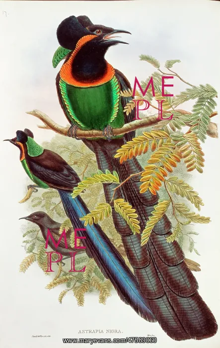 : Astrapia nigra, arfak astrapia : Astrapia nigra, arfak astrapia