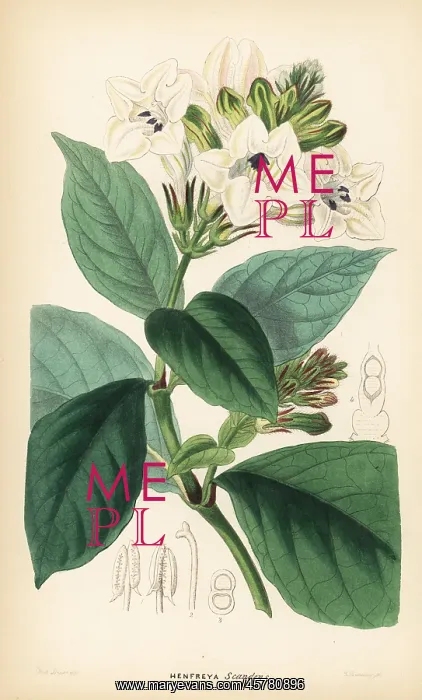 : Asystasia scandens : Asystasia scandens