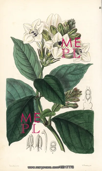 : Asystasia scandens : Asystasia scandens