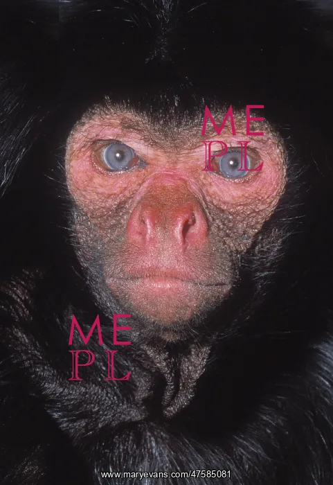 : Ateles paniscus, black spider monkey : Ateles paniscus, black spider monkey