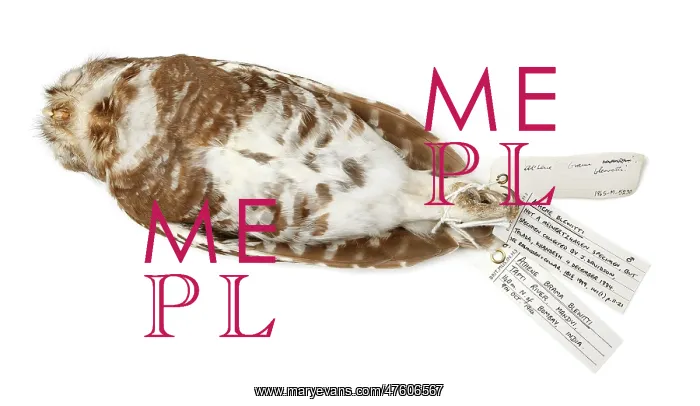 : Athene blewitti, forest owlet : Athene blewitti, forest owlet