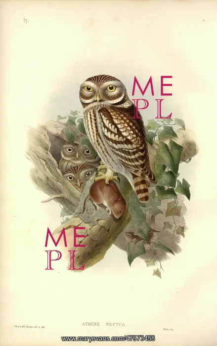 : Athene noctua, little owl : Athene noctua, little owl