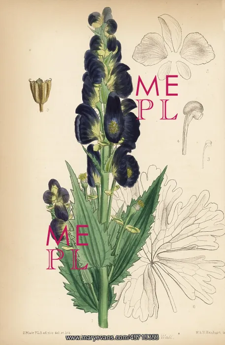 : Atis or atees, Aconitum heterophyllum : Atis or atees, Aconitum heterophyllum