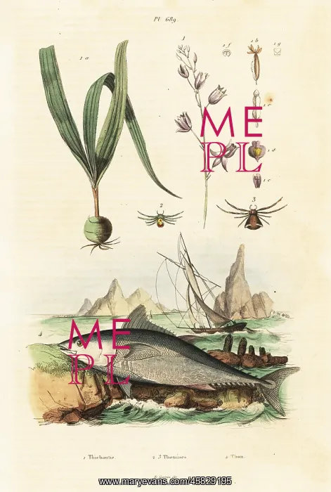: Atlantic bluefin tuna and belitia orchid : Atlantic bluefin tuna and belitia orchid