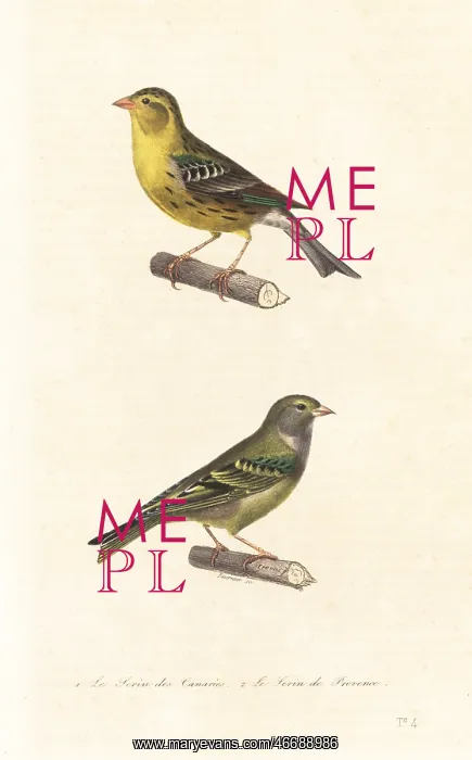 : Atlantic canary and European serin : Atlantic canary and European serin