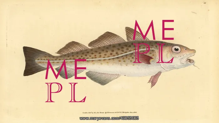 : Atlantic cod, Gadus morhua. Vulnerable : Atlantic cod, Gadus morhua. Vulnerable