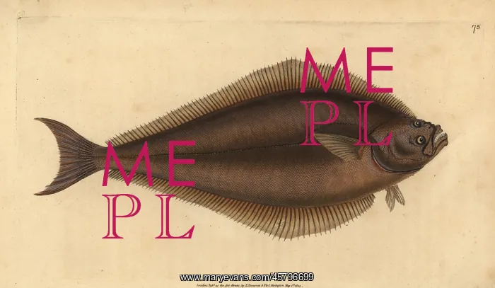 : Atlantic halibut, Hippoglossus hippoglossus. Endangered : Atlantic halibut, Hippoglossus hippoglossus. Endangered