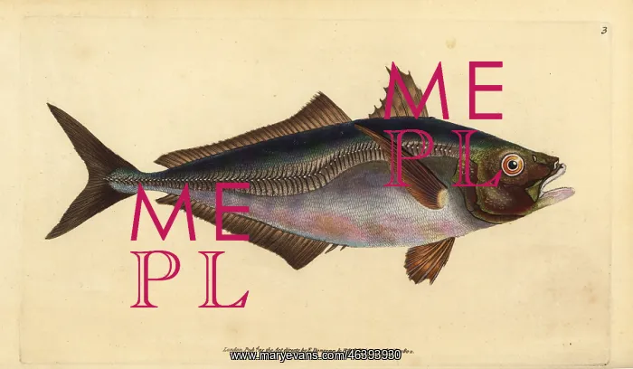 : Atlantic horse mackerel, Trachurus trachurus : Atlantic horse mackerel, Trachurus trachurus