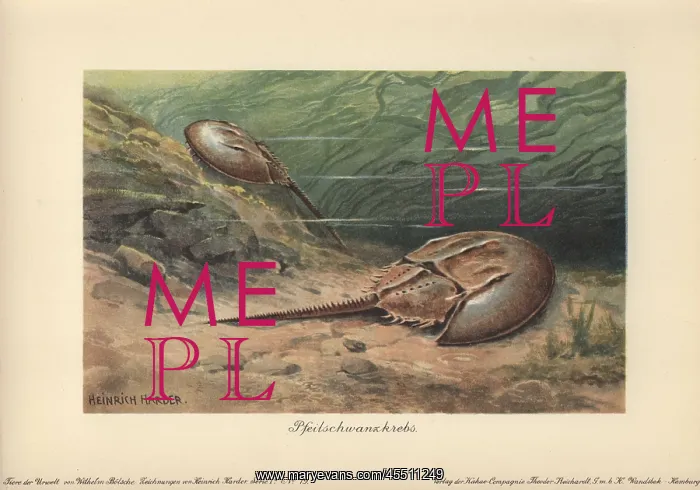 : The Atlantic horseshoe crab (Limulus polyphemus) : The Atlantic horseshoe crab (Limulus polyphemus)