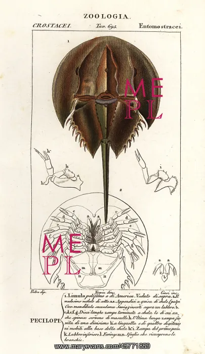 : Atlantic horseshoe crab, Limulus polyphemus : Atlantic horseshoe crab, Limulus polyphemus