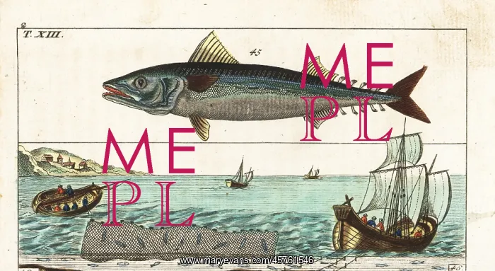 : Atlantic mackerel, and fishing methods with line and net : Atlantic mackerel, and fishing methods with line and net