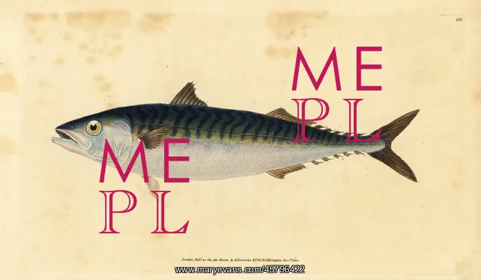 : Atlantic mackerel, Scomber scombrus : Atlantic mackerel, Scomber scombrus