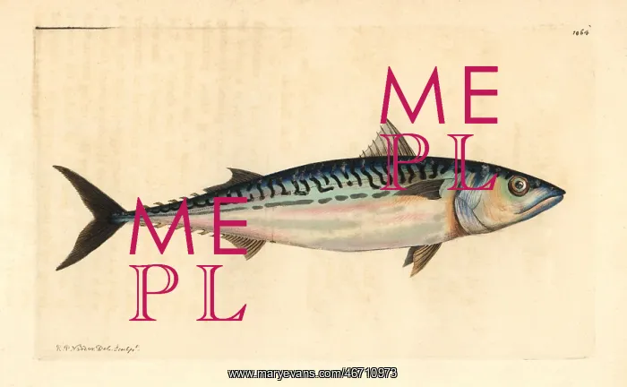 : Atlantic mackerel, Scomber scombrus : Atlantic mackerel, Scomber scombrus
