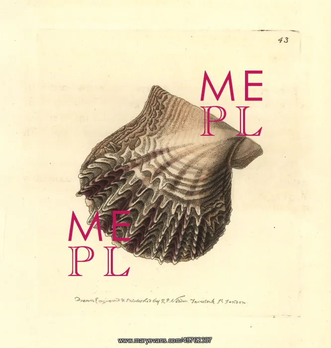 : Atlantic pearl-oyster, Pinctada radiata : Atlantic pearl-oyster, Pinctada radiata