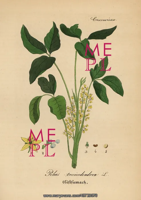 : Atlantic poison oak, Toxicodendron pubescens : Atlantic poison oak, Toxicodendron pubescens
